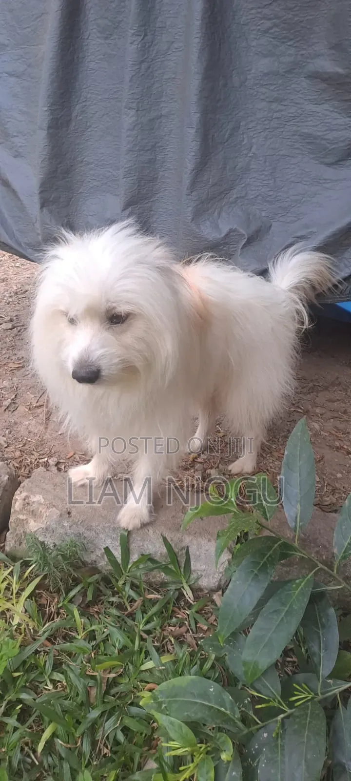 1+ year Male Mixed Breed Maltese