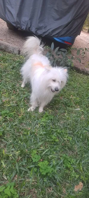 1+ year Male Mixed Breed Maltese