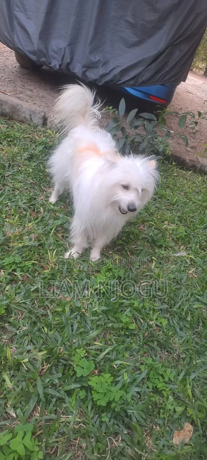 1+ year Male Mixed Breed Maltese