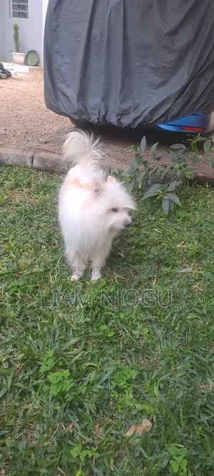 1+ year Male Mixed Breed Maltese