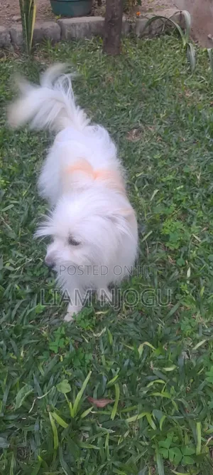 1+ year Male Mixed Breed Maltese