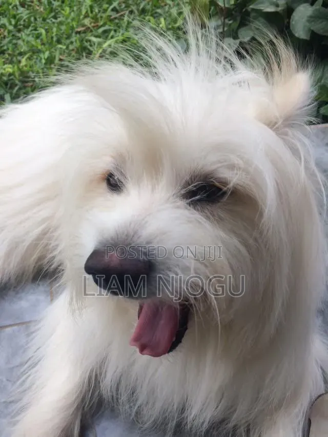 1+ year Male Mixed Breed Maltese