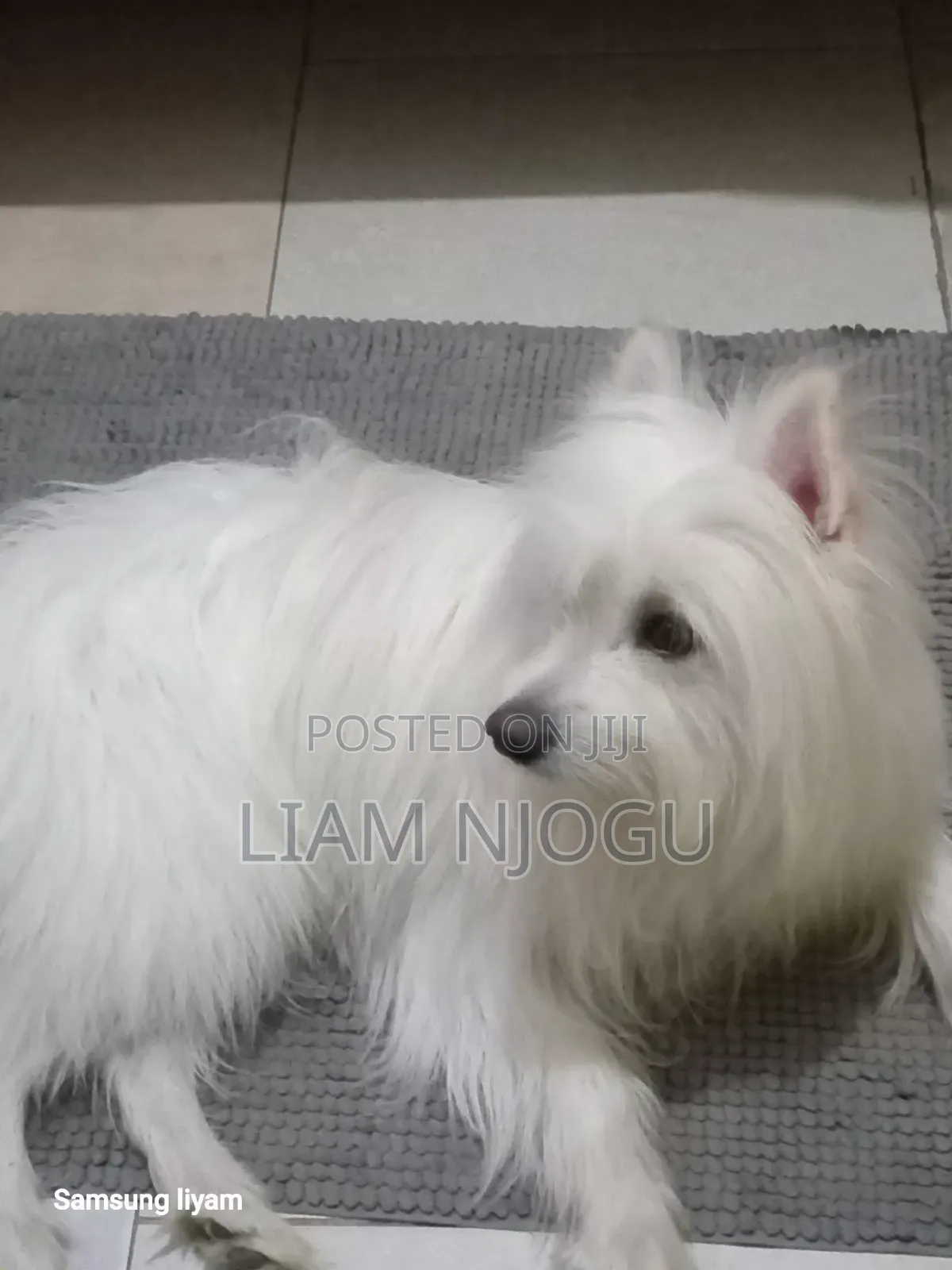 1+ year Male Mixed Breed Maltese
