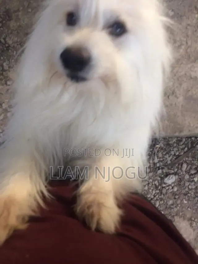 1+ year Male Mixed Breed Maltese
