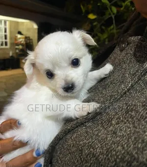1-3 months Female Mixed Breed Japanese Spitz