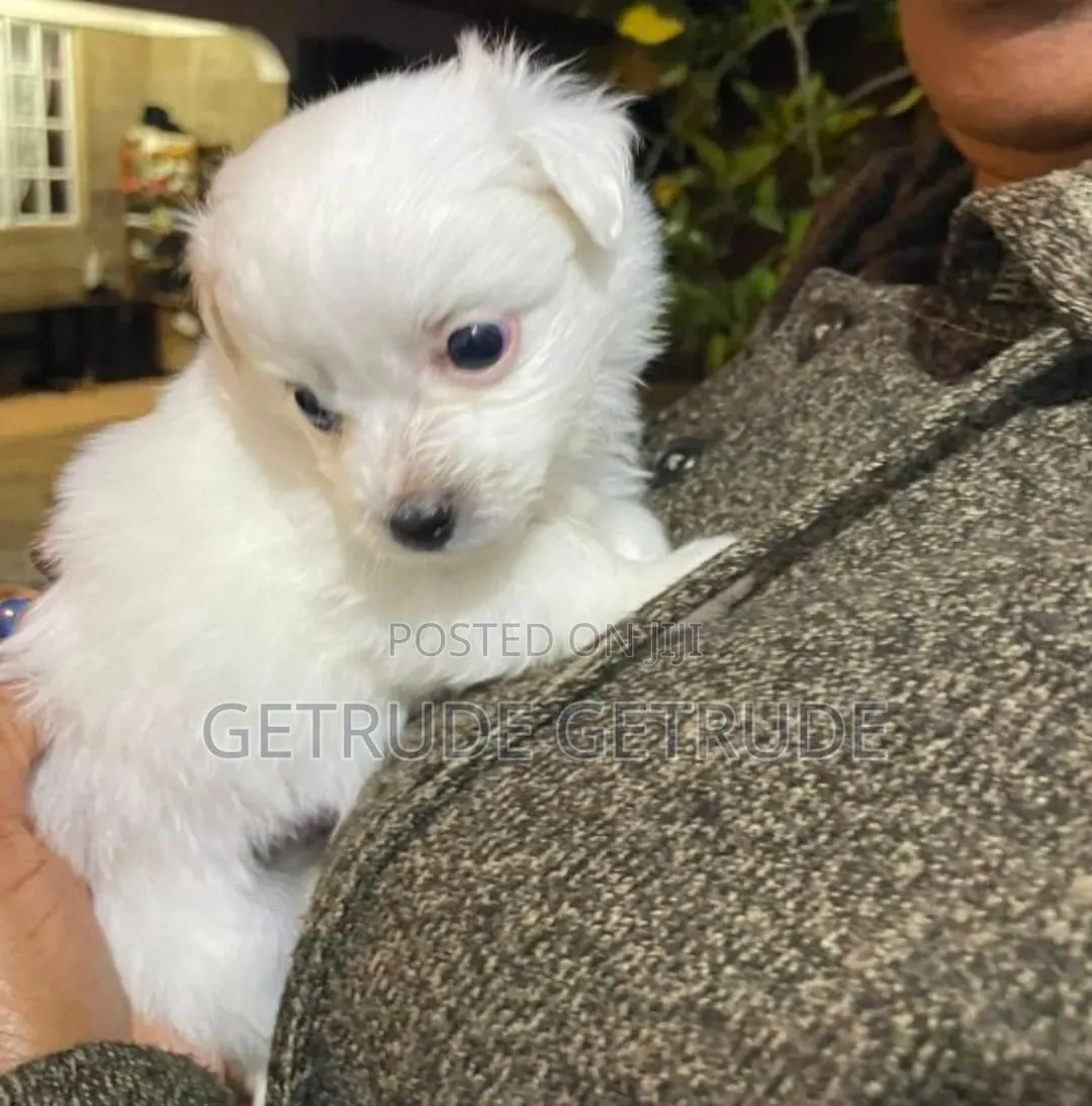 1-3 months Female Mixed Breed Japanese Spitz