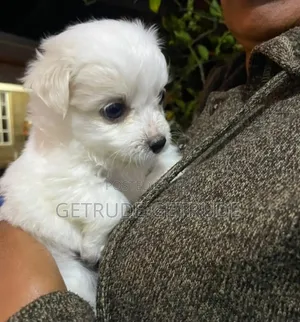 1-3 months Female Mixed Breed Japanese Spitz