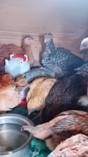 Kenbro and Sasso Day Old Chicks From 100 to 2 Months Old at 200