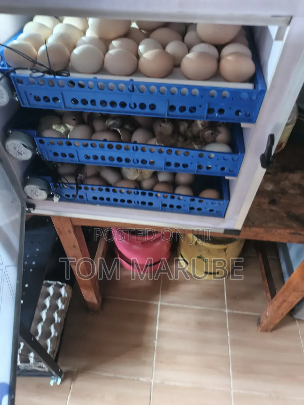 Kenbro and Sasso Day Old Chicks From 100 to 2 Months Old at 200