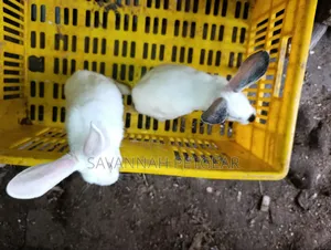 Young California White or California-Cross Rabbit Kits.