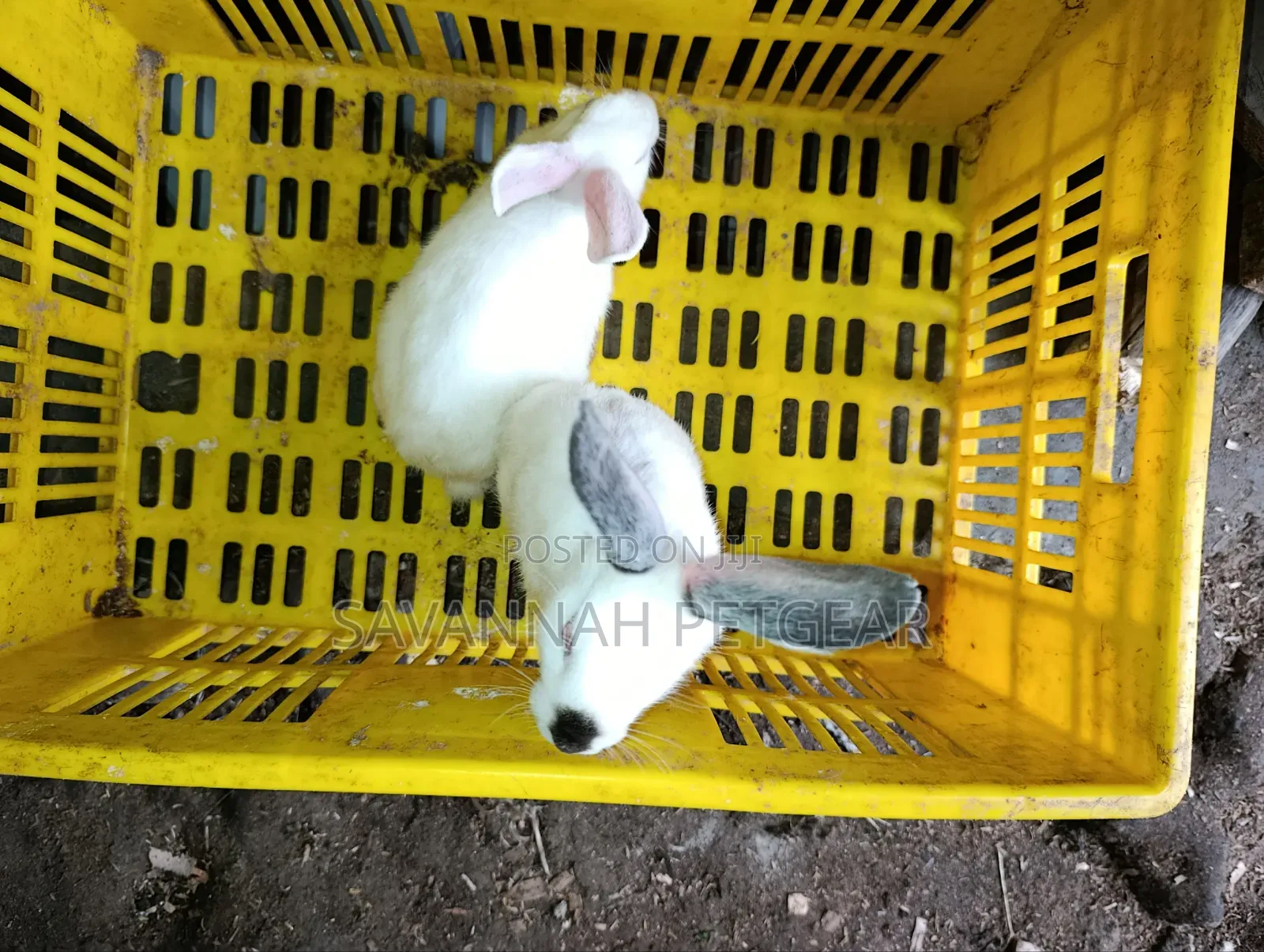 Young California White or California-Cross Rabbit Kits.