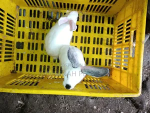 Young California White or California-Cross Rabbit Kits.
