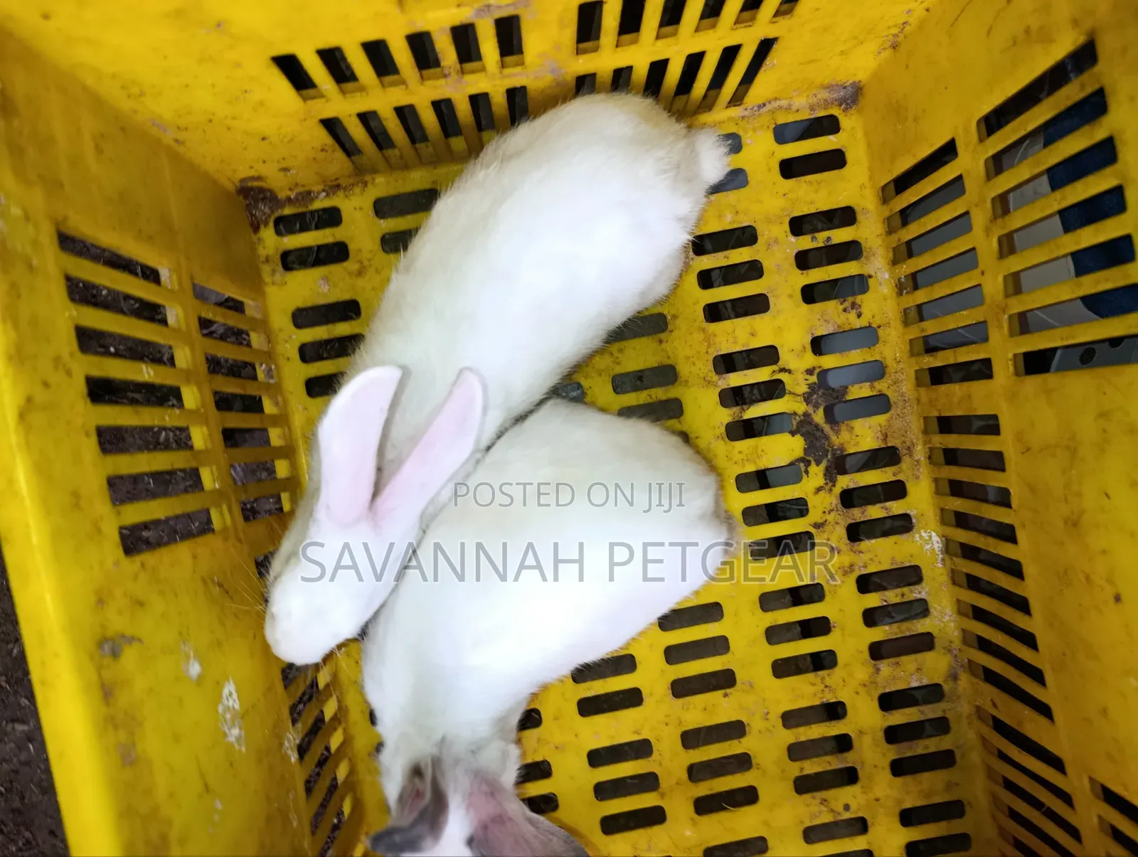 Young California White or California-Cross Rabbit Kits.