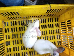 Young California White or California-Cross Rabbit Kits.