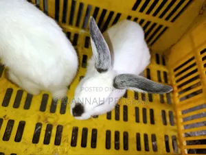 Young California White or California-Cross Rabbit Kits.