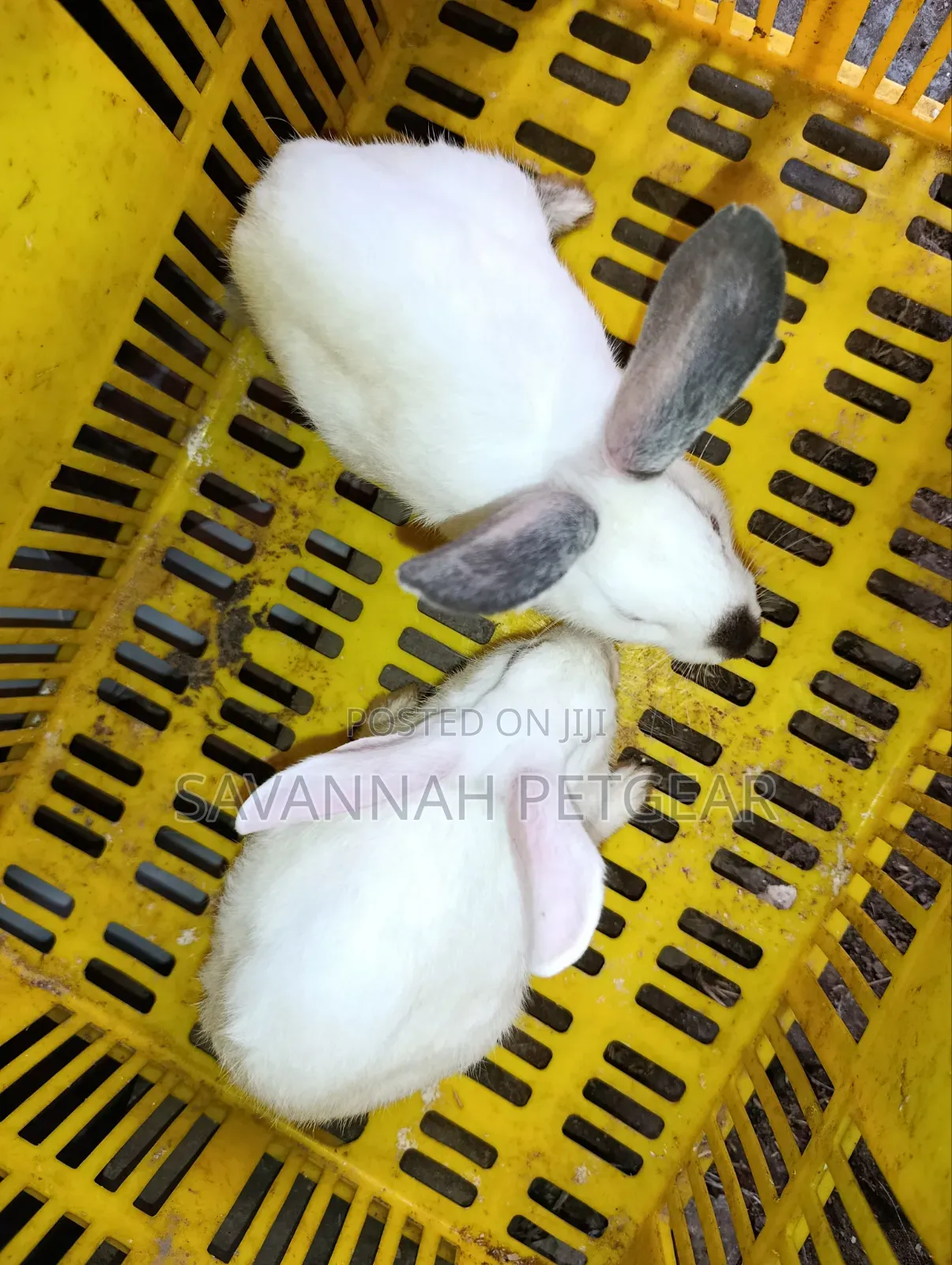 Young California White or California-Cross Rabbit Kits.