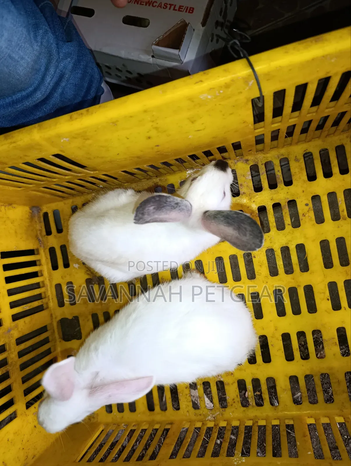 Young California White or California-Cross Rabbit Kits.