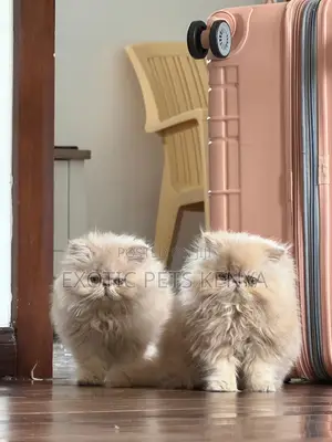 1-3 months Male Purebred Persian