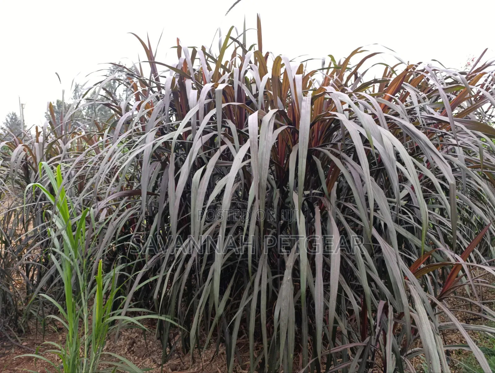 Australian Red Napier Grass (Cenchrus Purpureus Hybrid) Fodder Cutting