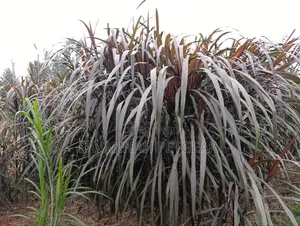 Australian Red Napier Grass (Cenchrus Purpureus Hybrid) Fodder Cutting