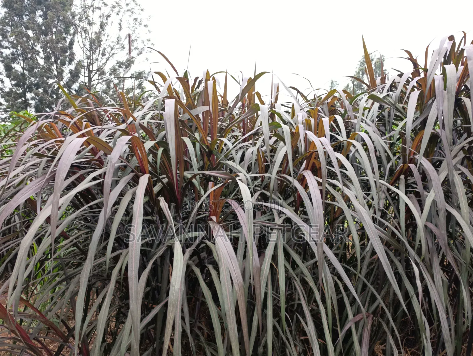 Australian Red Napier Grass (Cenchrus Purpureus Hybrid) Fodder Cutting