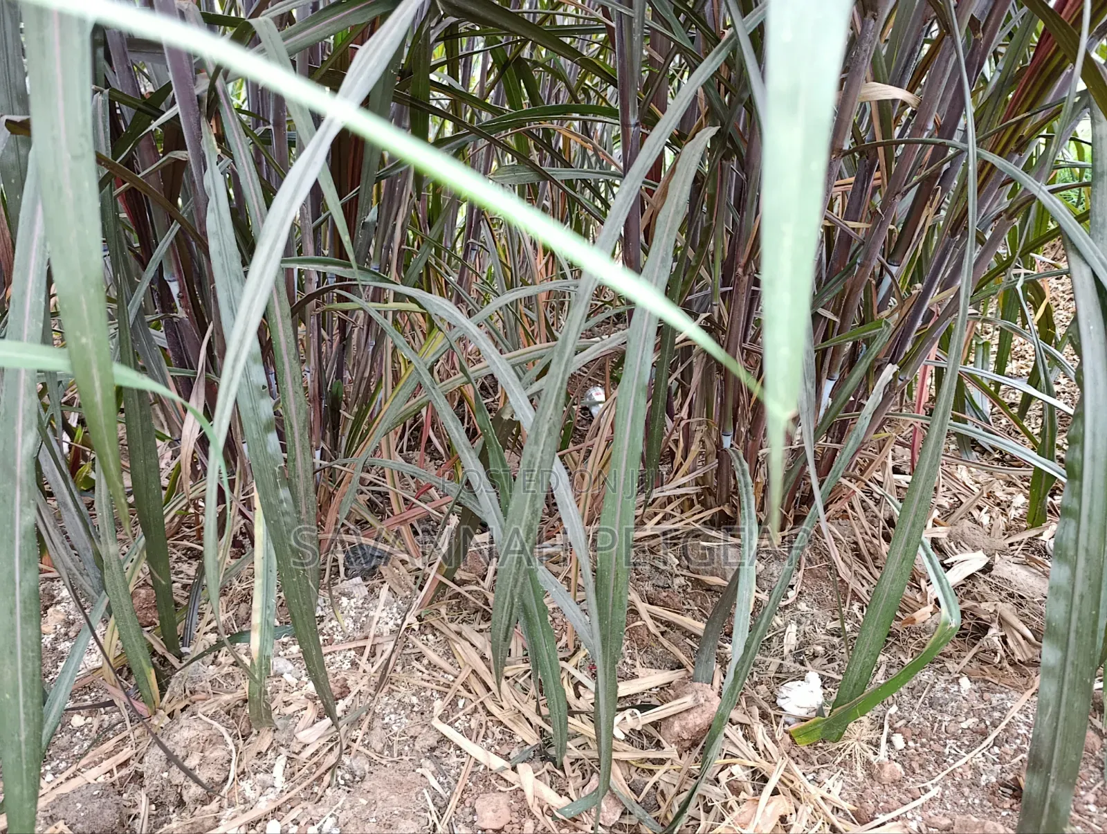 Australian Red Napier Grass (Cenchrus Purpureus Hybrid) Fodder Cutting
