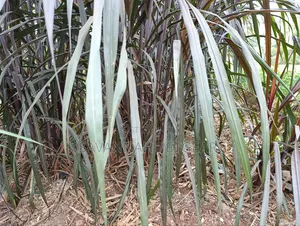 Australian Red Napier Grass (Cenchrus Purpureus Hybrid) Fodder Cutting