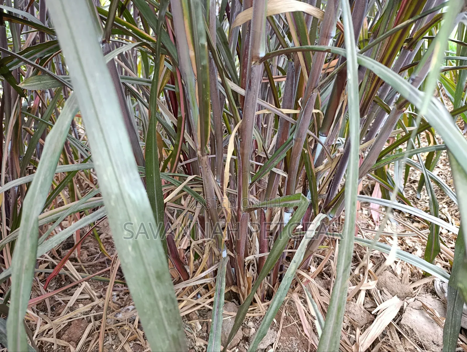Australian Red Napier Grass (Cenchrus Purpureus Hybrid) Fodder Cutting