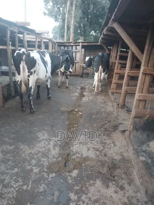 Dairy Farm Animals
