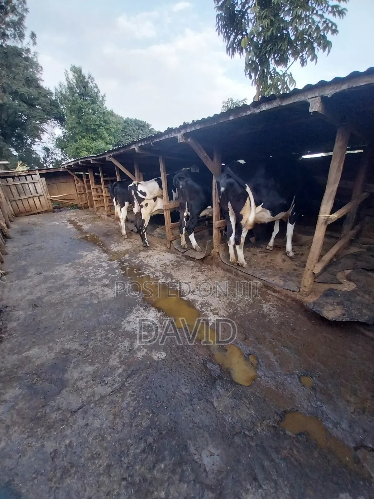 Dairy Farm Animals