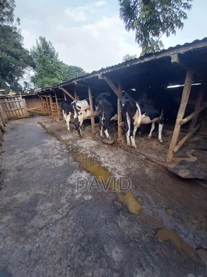 Dairy Farm Animals