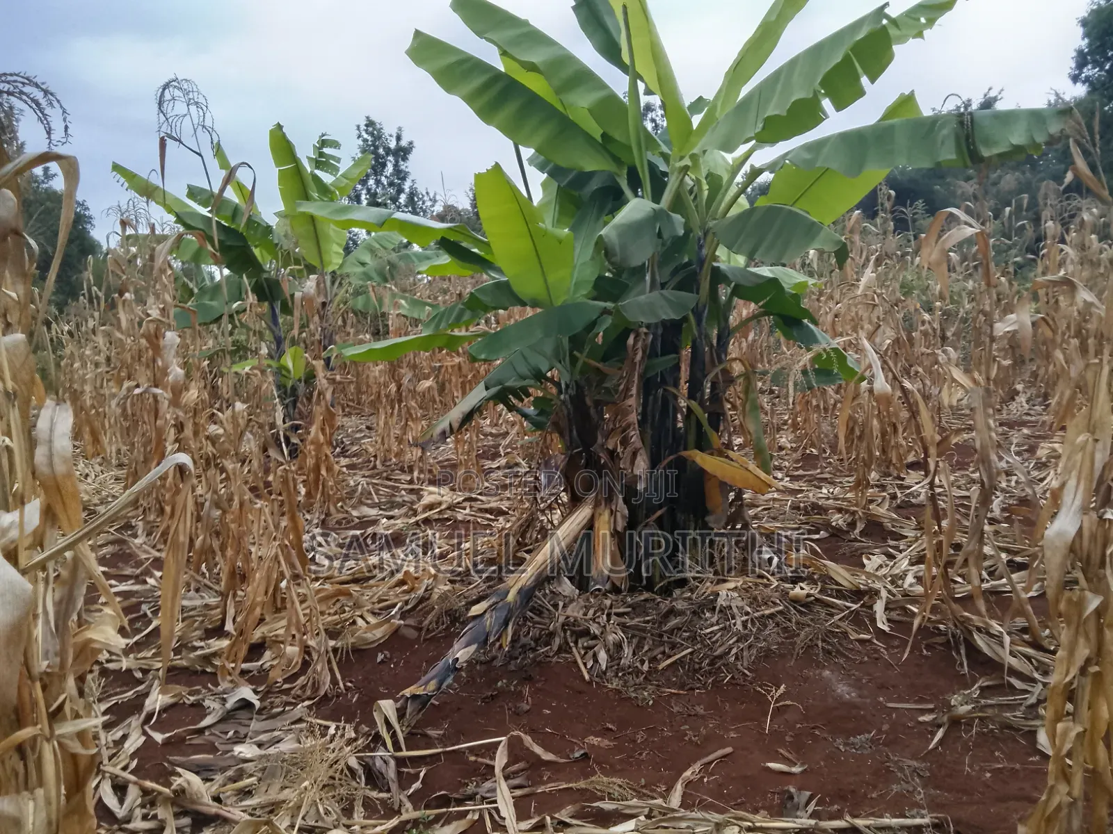 One Acre Land for Sale