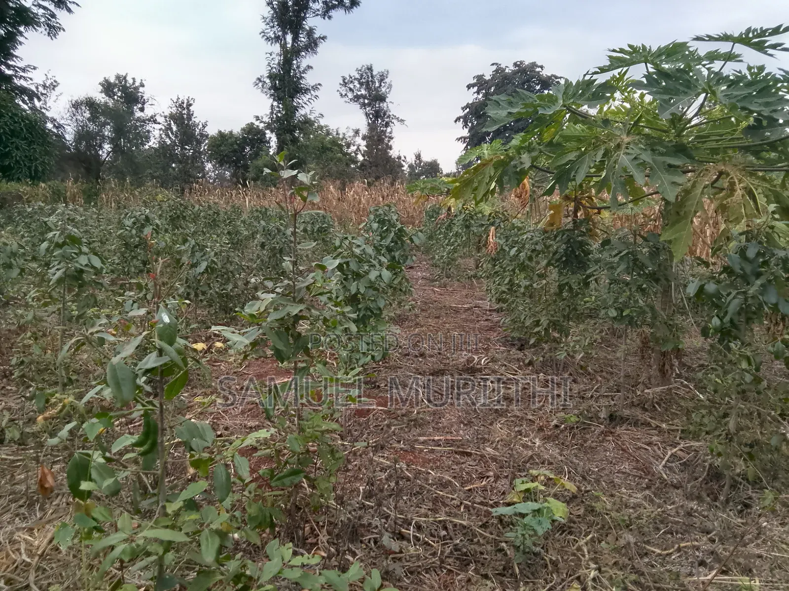 One Acre Land for Sale