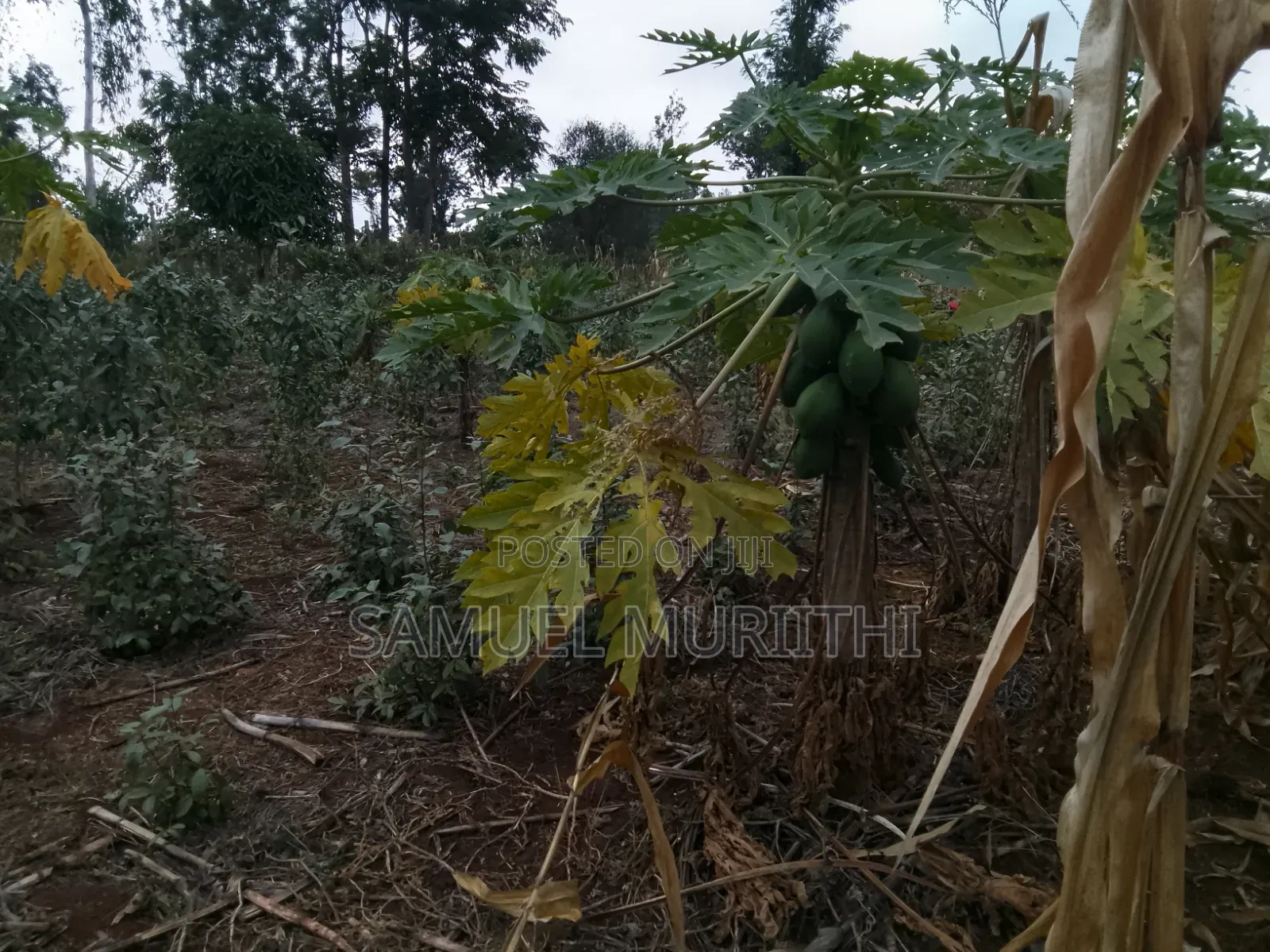 One Acre Land for Sale