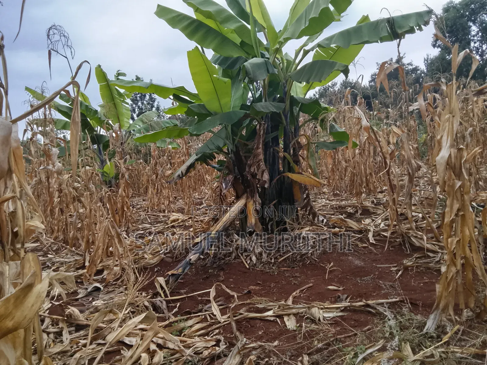 One Acre Land for Sale