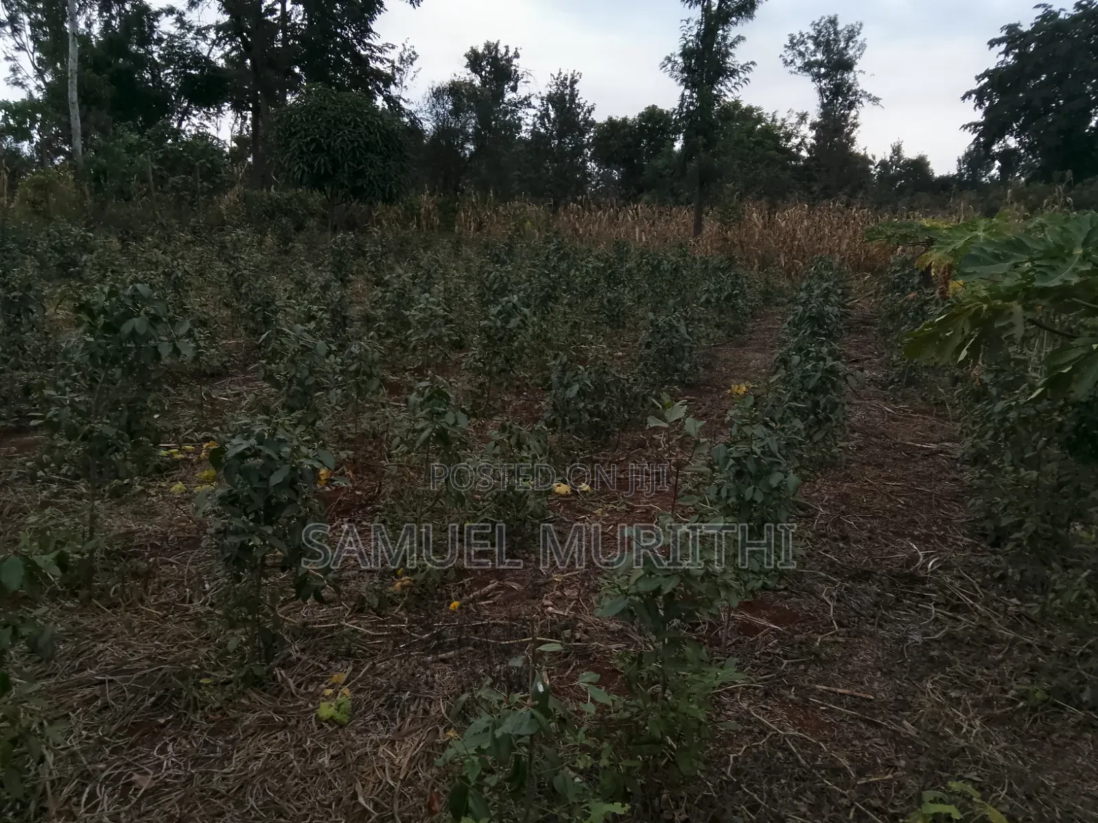 One Acre Land for Sale