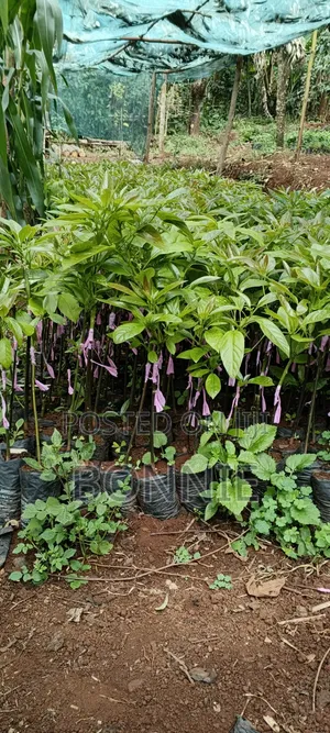 Golden Hass Avocados Seedlings