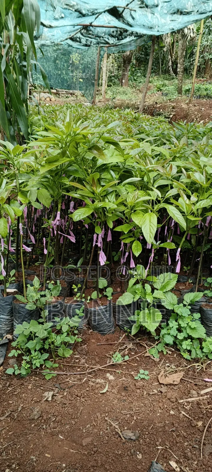Golden Hass Avocados Seedlings