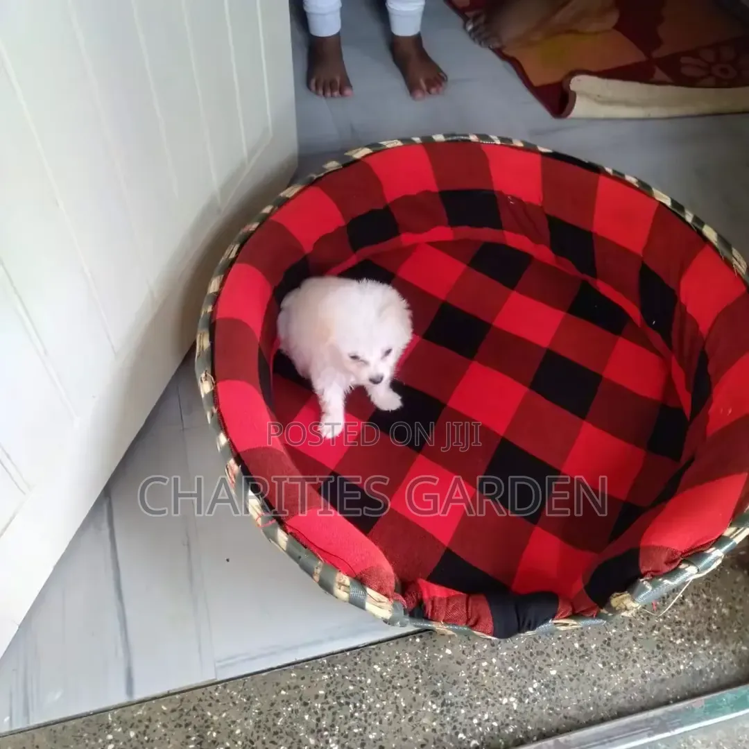 Cozy Pet Beds