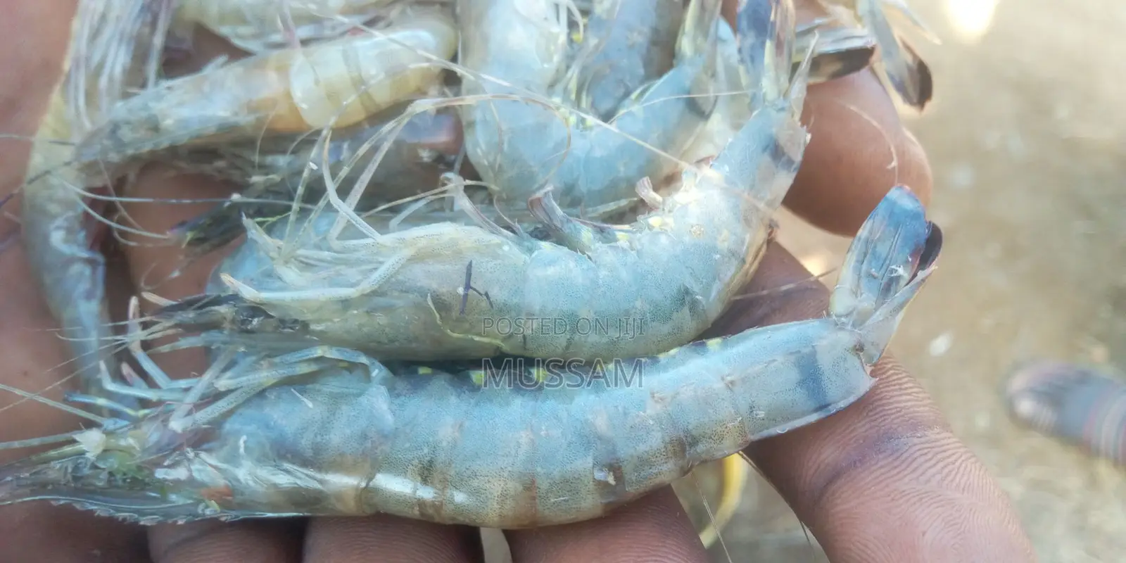 Jumbo Prawns