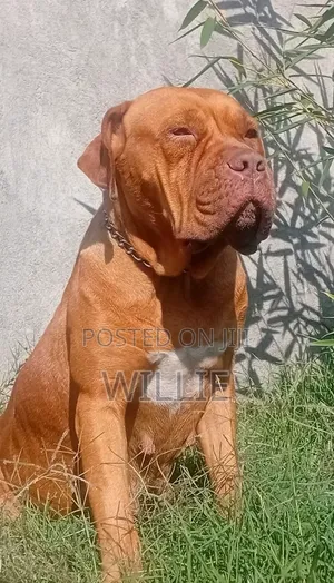 1+ year Female Purebred Mastiff
