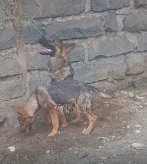3-6 months Female Purebred German Shepherd