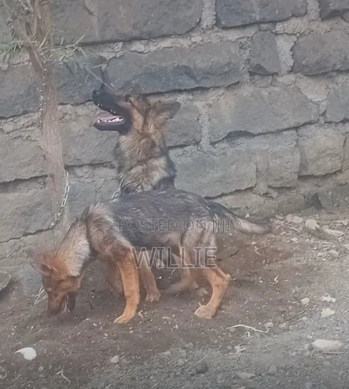 3-6 months Female Purebred German Shepherd