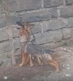 3-6 months Female Purebred German Shepherd