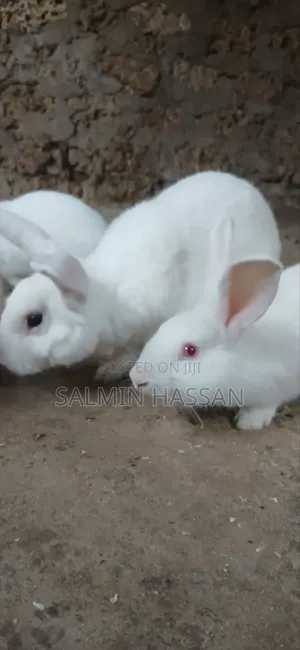 White New Zealand Rabbit
