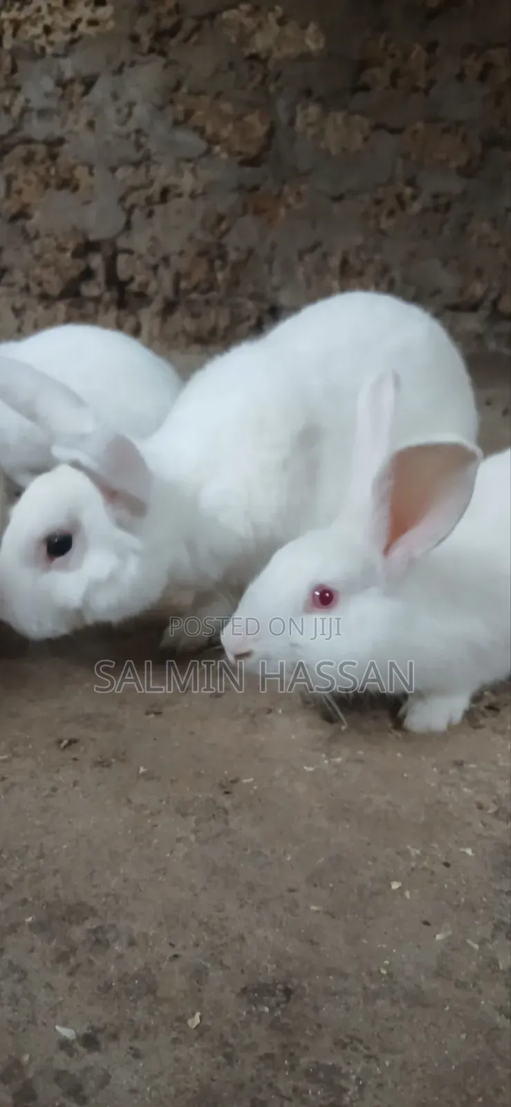 White New Zealand Rabbit