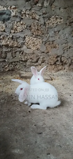 White New Zealand Rabbit