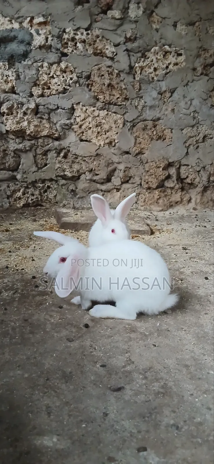 White New Zealand Rabbit