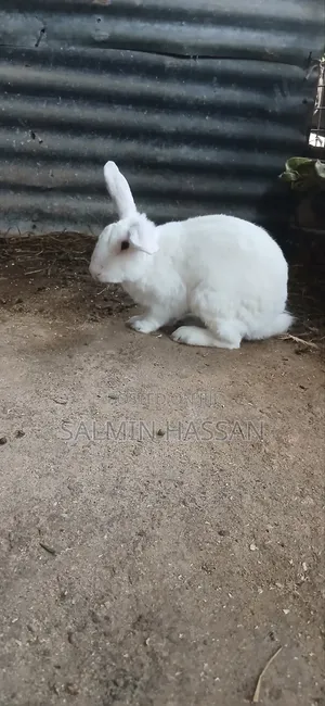 White New Zealand Rabbit