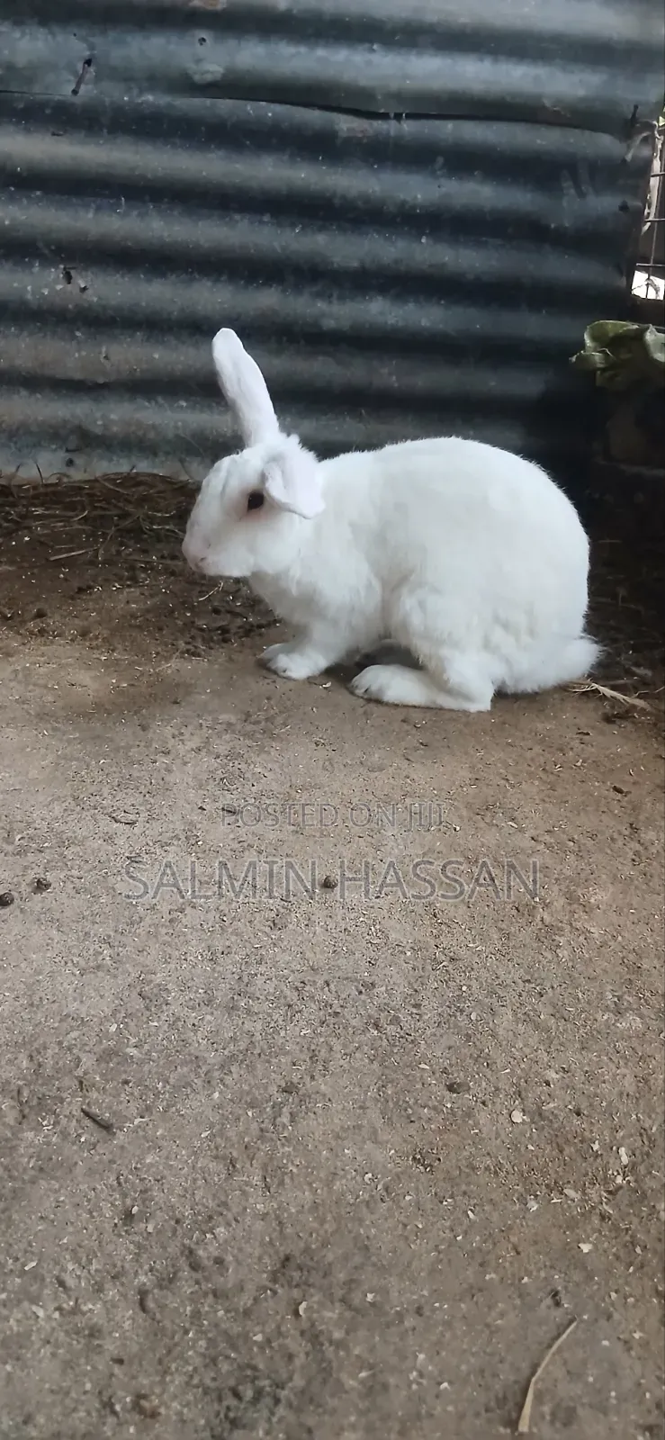 White New Zealand Rabbit